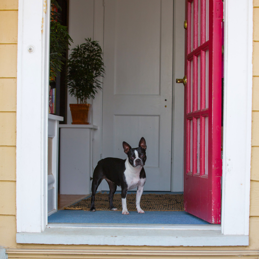 Watch Teach Your Dog to Obey Physical Boundaries