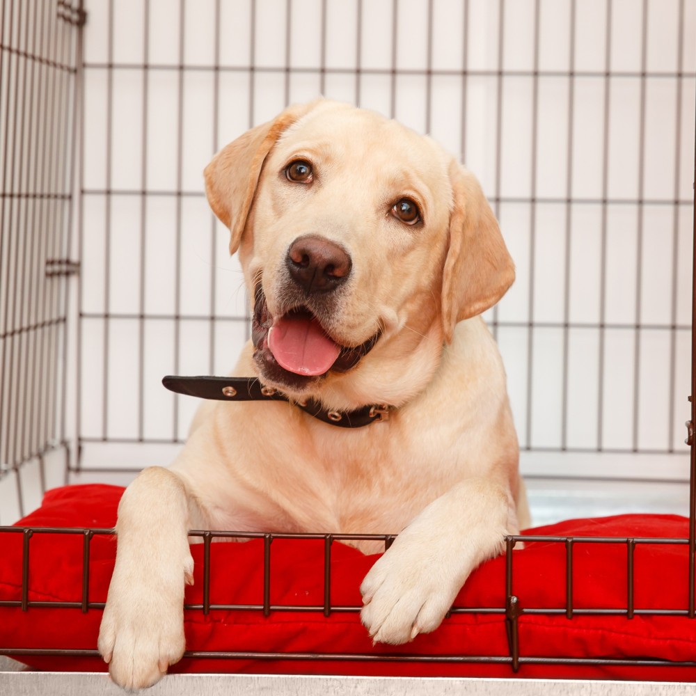 Watch Crate Training - Relaxing in the Crate