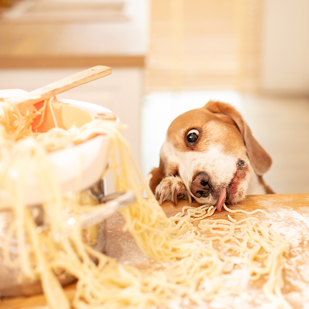 Watch Spaghetti Recipe for Dogs