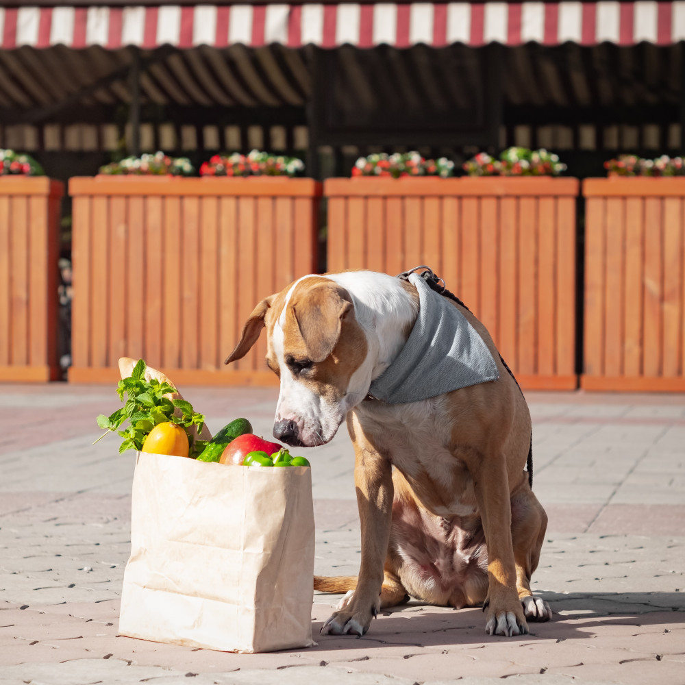 Watch How to Feed Veggies to Your Raw Fed Dog