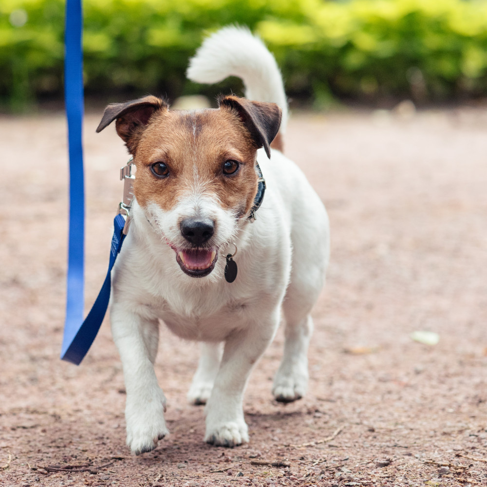 Watch The Importance of Having a Loose Leash