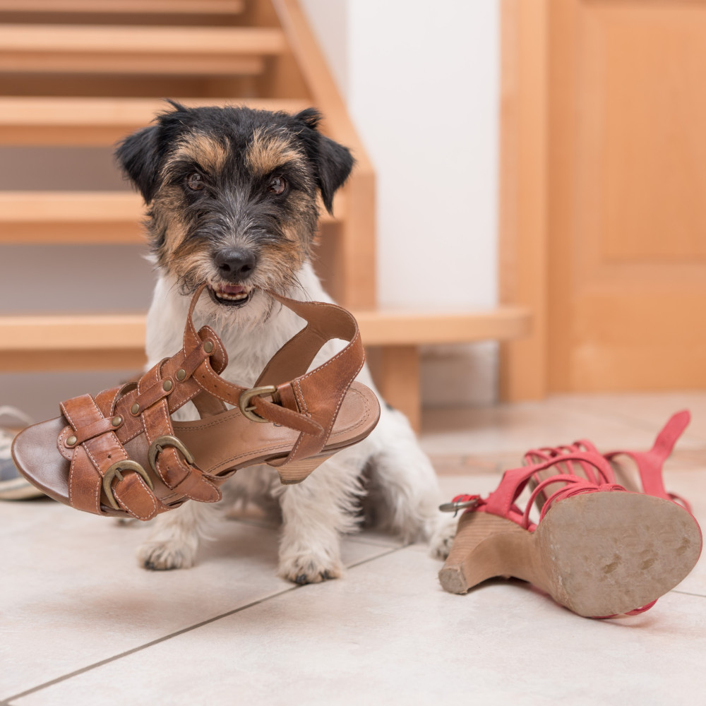 Watch Train Your Dog to Understand the "Drop It" Command