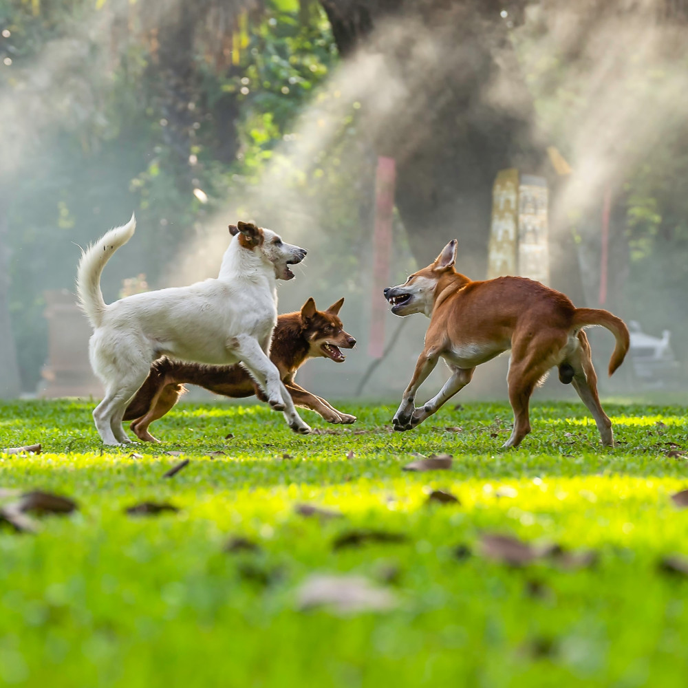 Watch How to Properly Socialize Your Dog