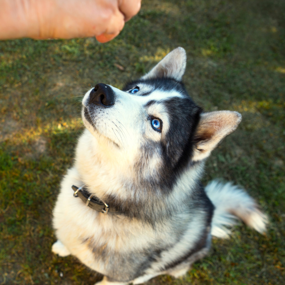 Watch Teach Your Dog to Take Treats Respectfully with Good Targeting Skills