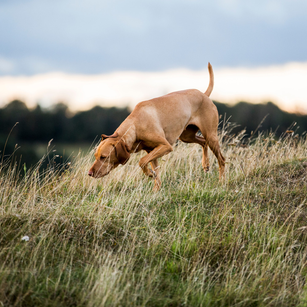 Watch The First Step to Teaching Your Dog Competitive Tracking