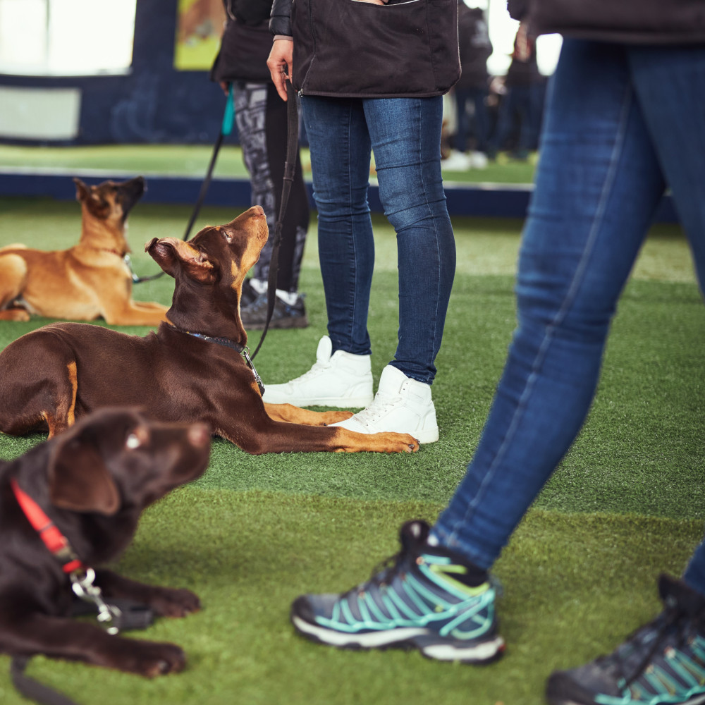 Watch Becoming a Professional Dog Trainer: Preparing Your Schedule