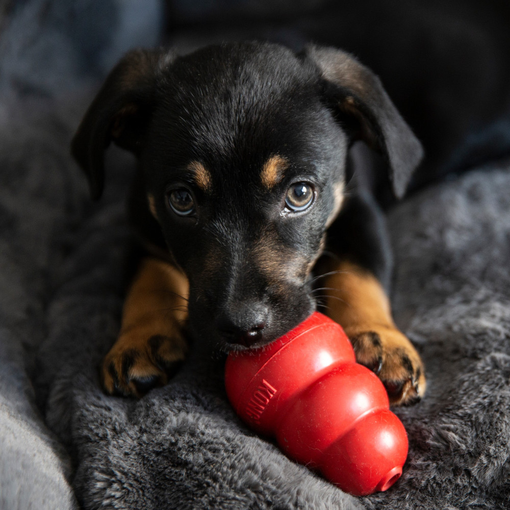 Watch How to Stuff a Kong