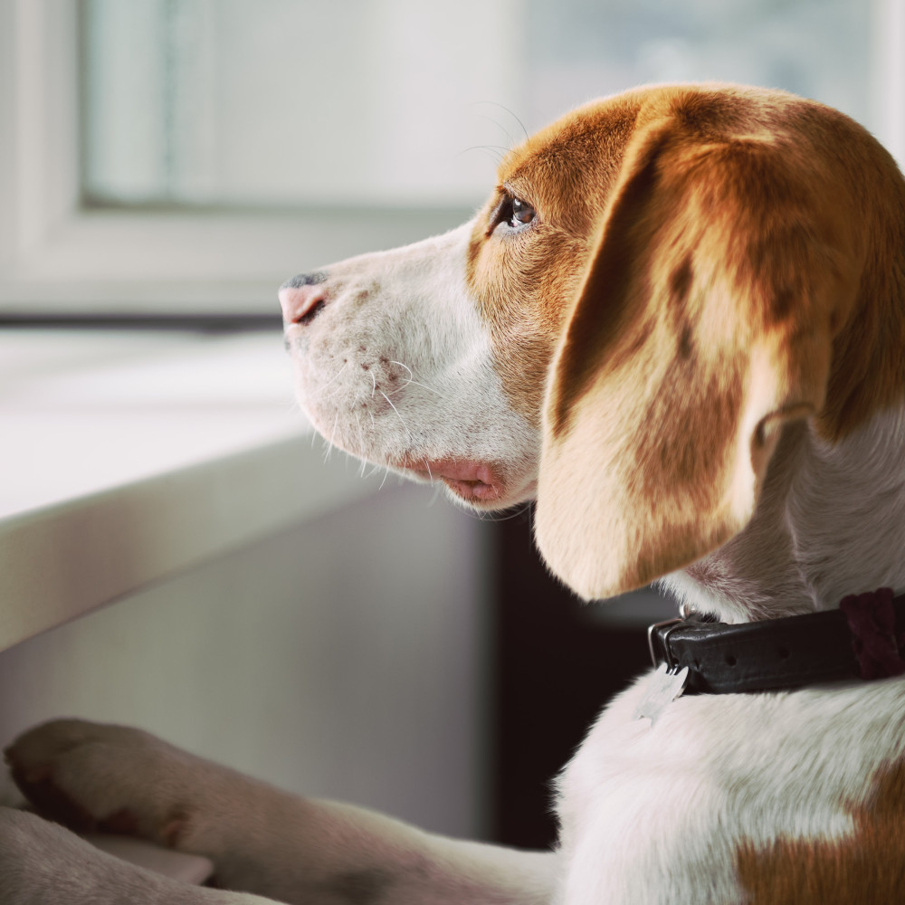 Watch How to Fix Separation Anxiety in Your Dog