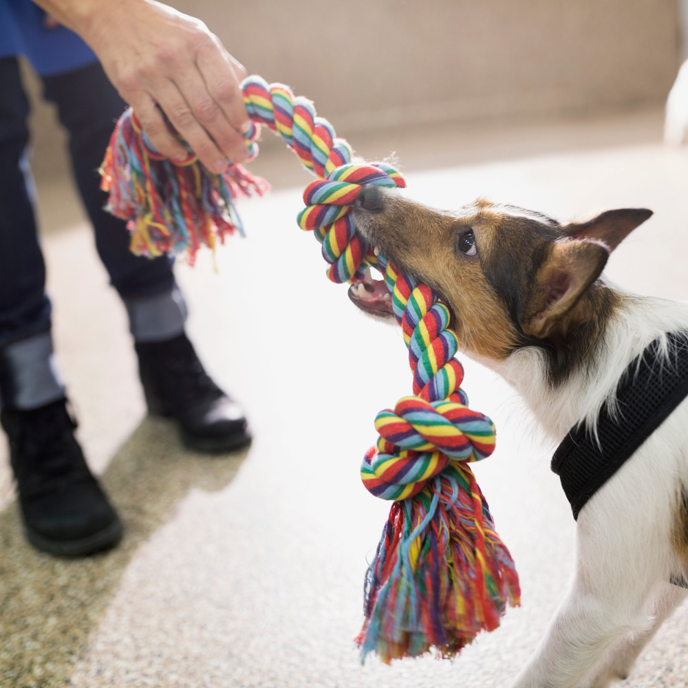 Watch The Fundamentals of Playing Tug with Your Dog