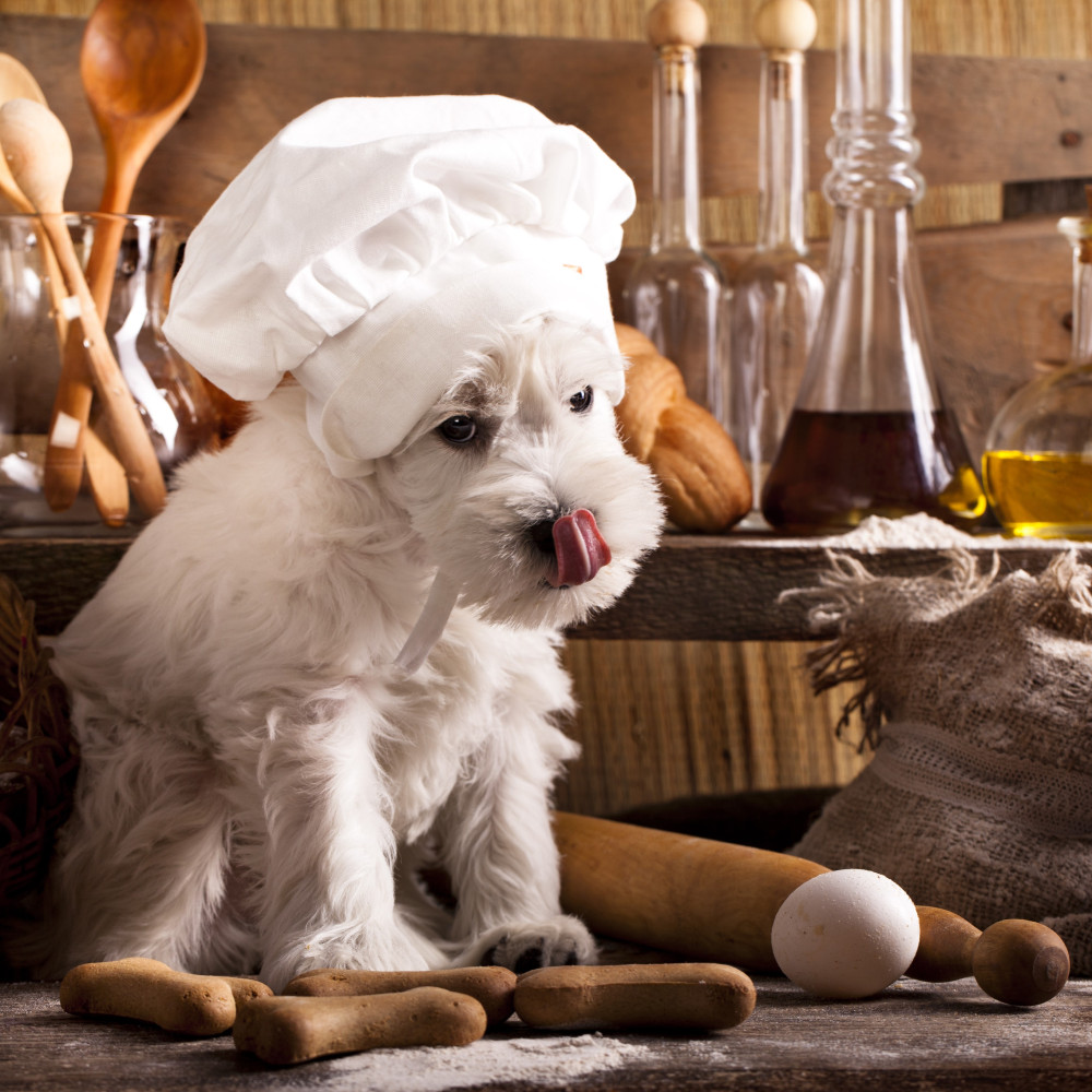 Watch Gourmet Dinner Recipe for Dogs