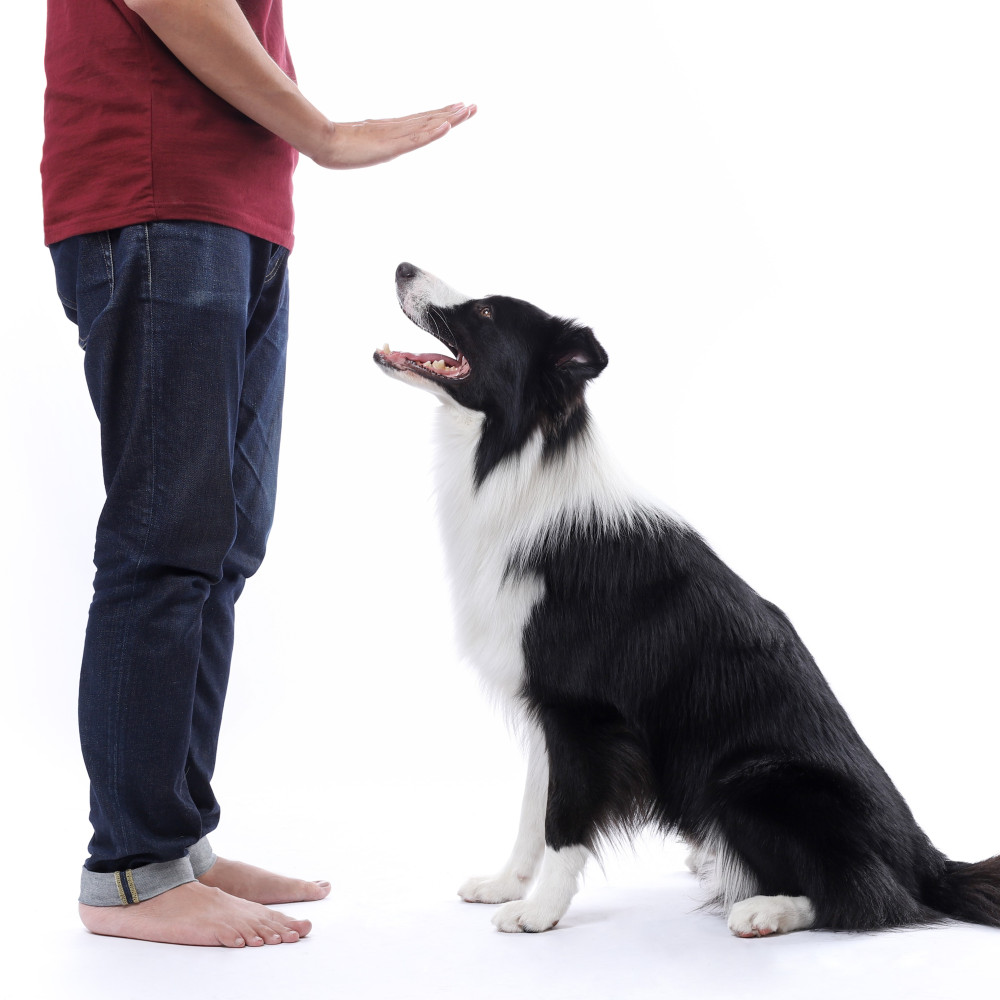 Watch How to Teach Your Dog a Rock-Solid Stay