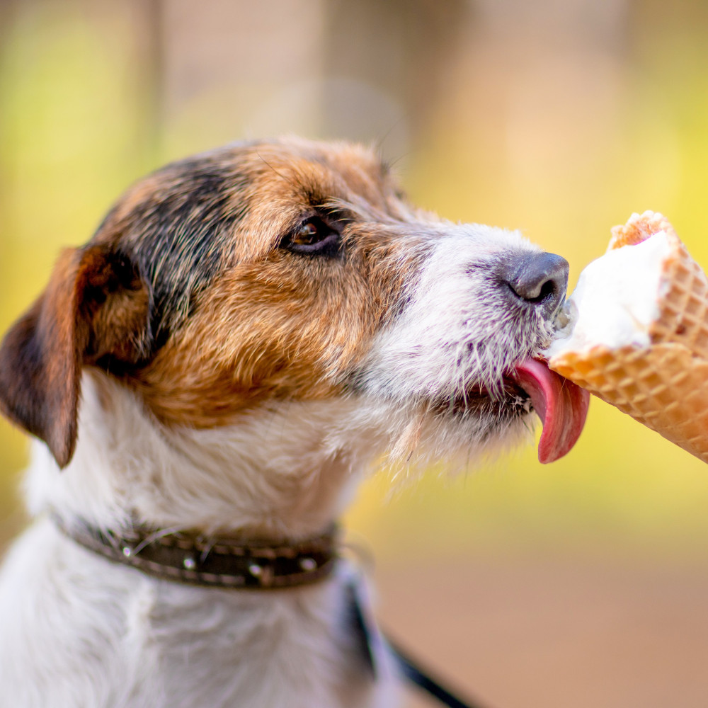 Watch Ice Cream Recipe for Dogs