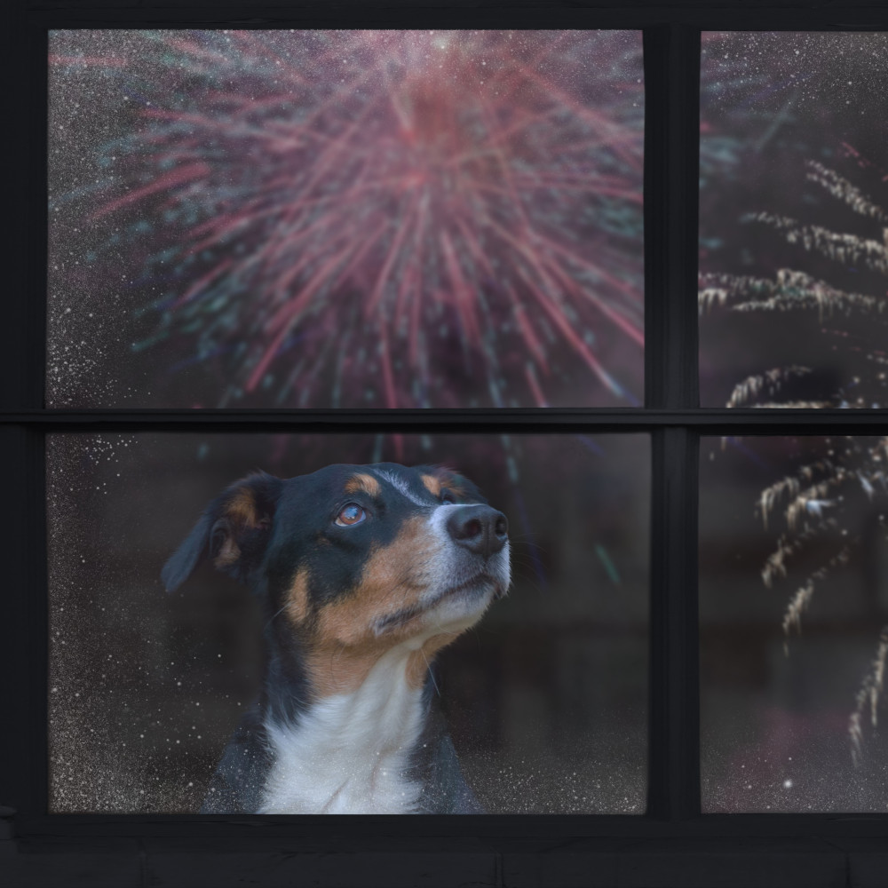 Watch Teach Your Dog to Love Fireworks