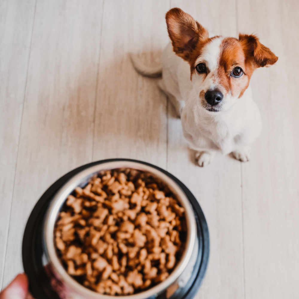 Watch The Power of Training Your Dog with Food