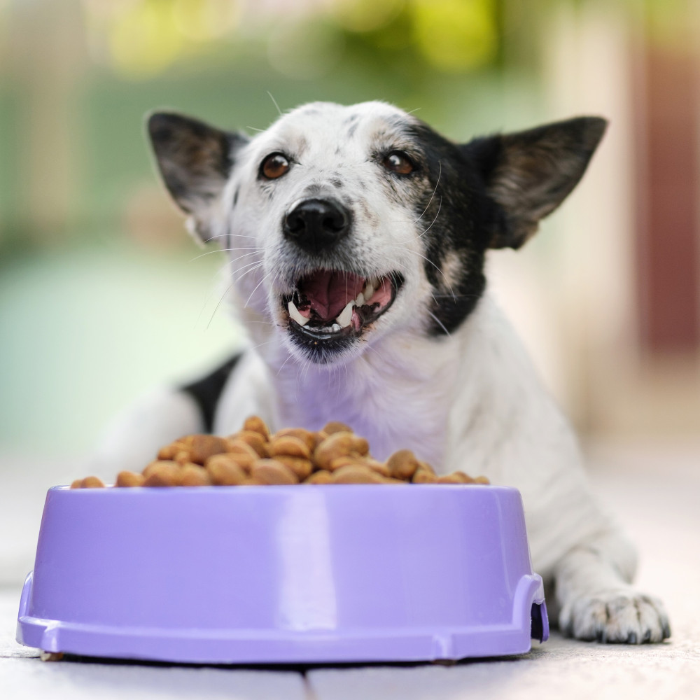 Watch 10 Ways to Improve Your Dog's Kibble