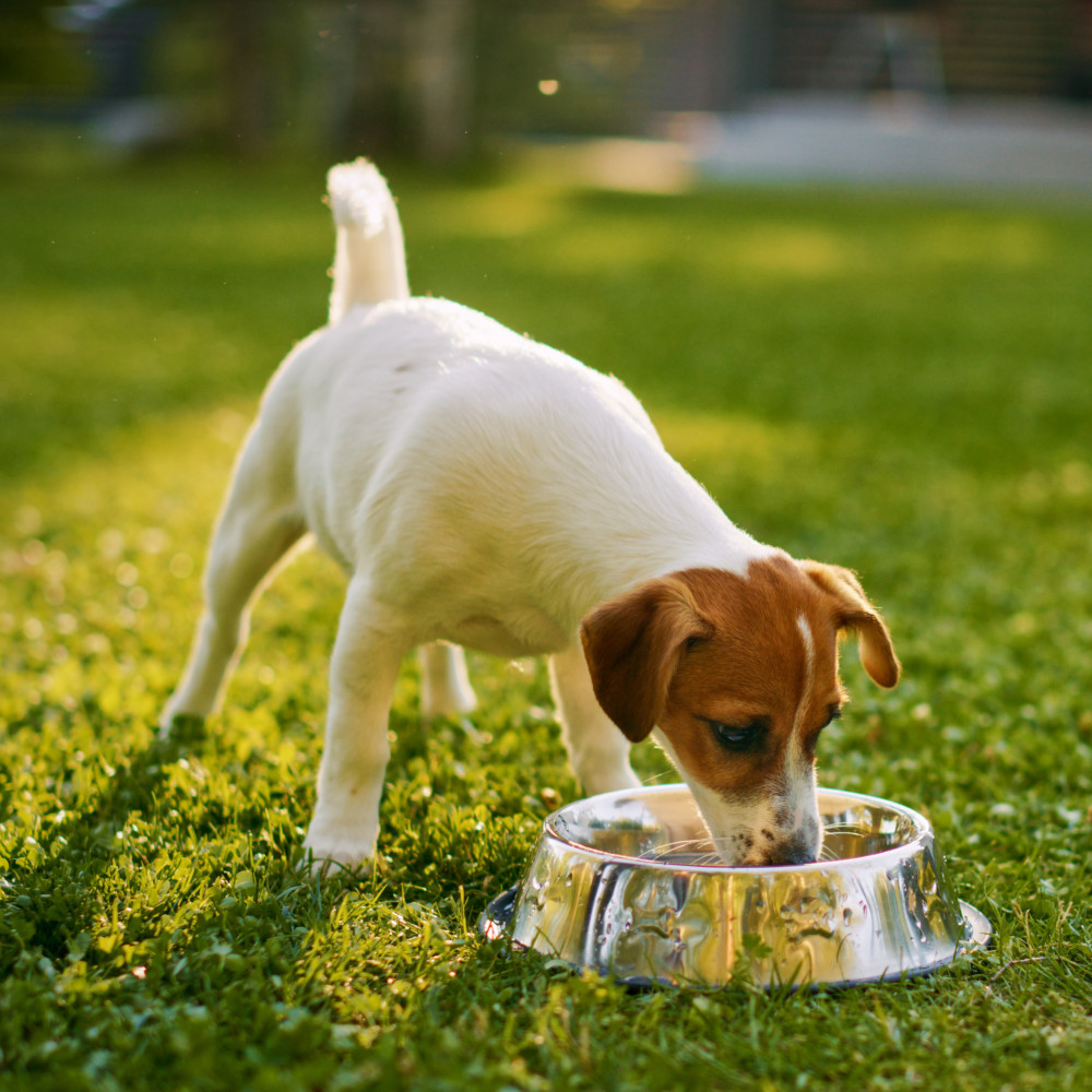 Watch Tips for Feeding Your Dog