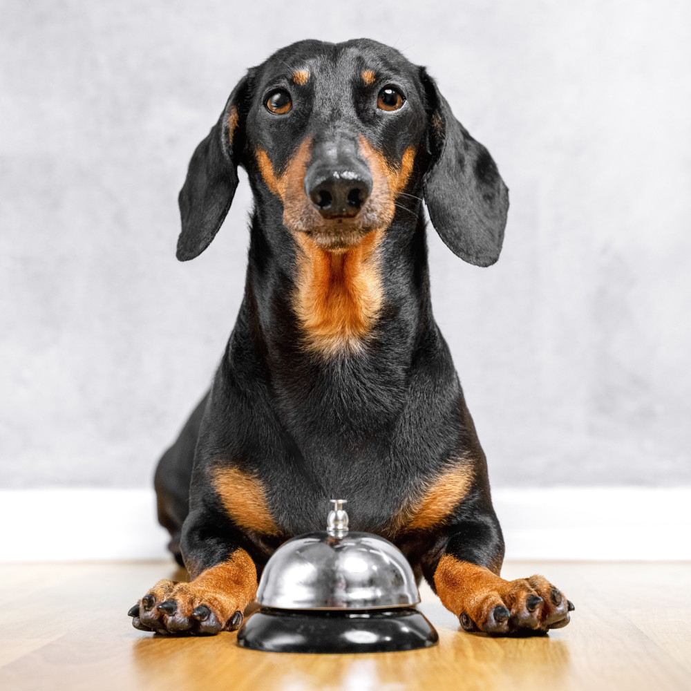 Watch Teach Your Dog How to Ring a Bell