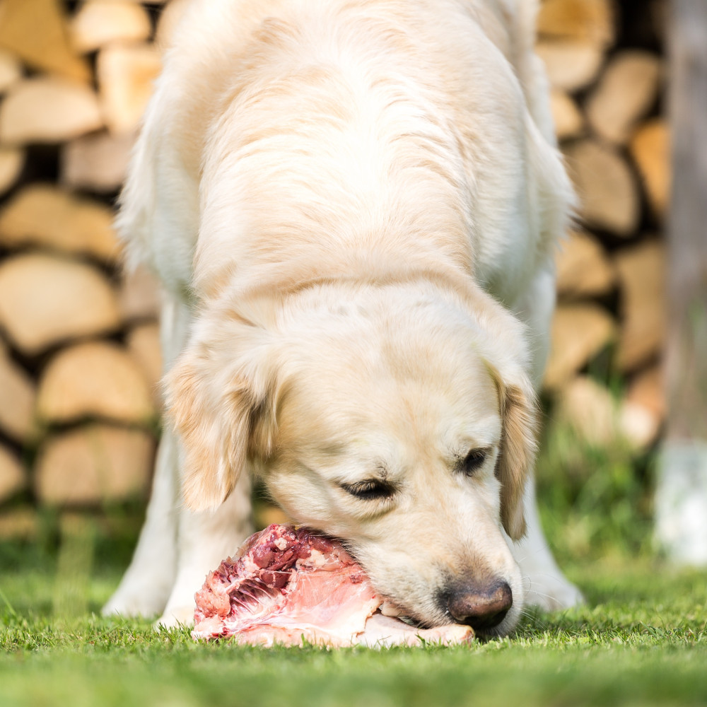 Watch How to Raw Feed Your Dog