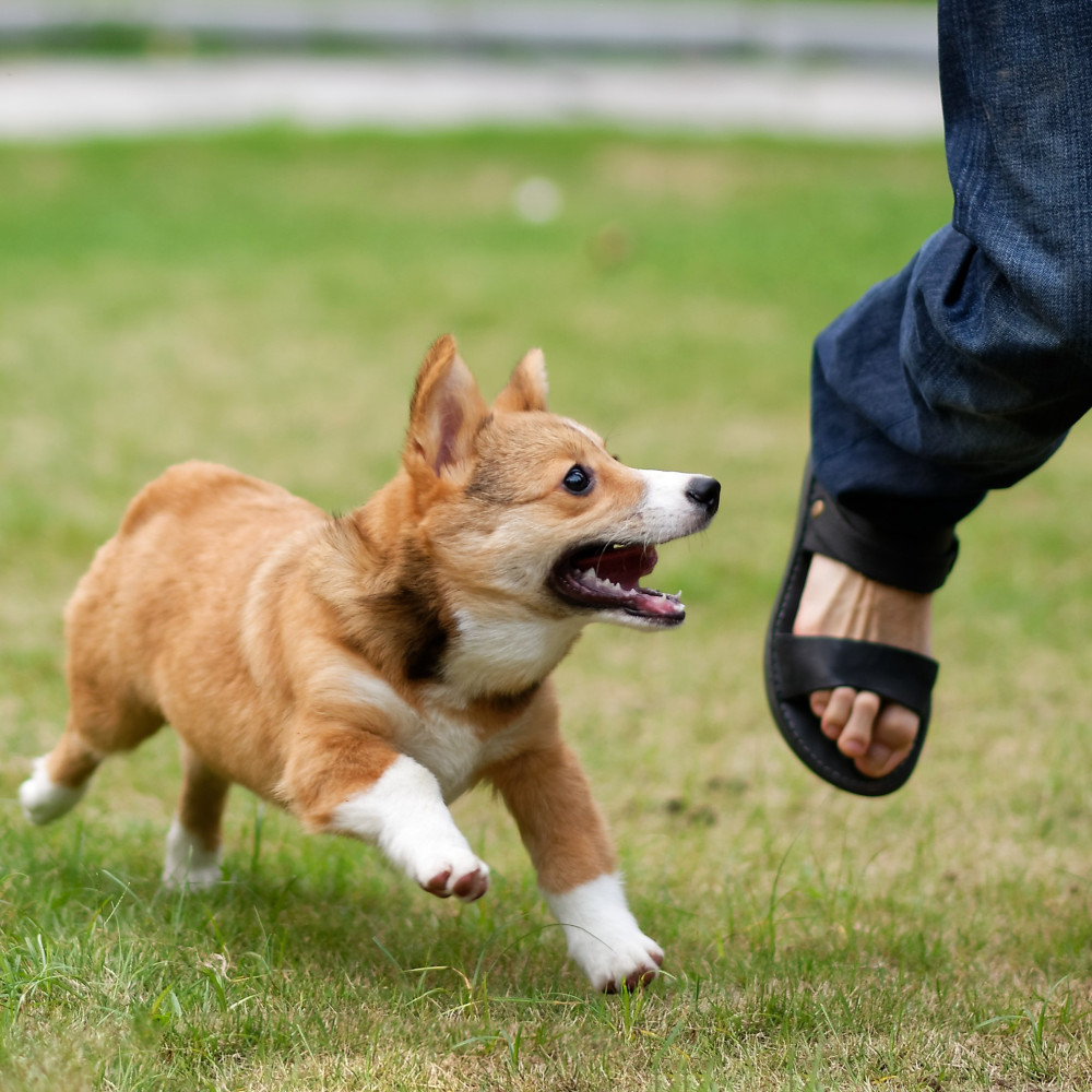 Watch Using Luring and Chasing to Speed Up Your Dog Training Progress