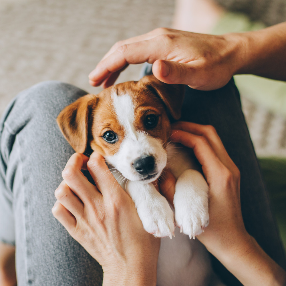 Watch Fun and Effective Techniques for Training Your Puppy