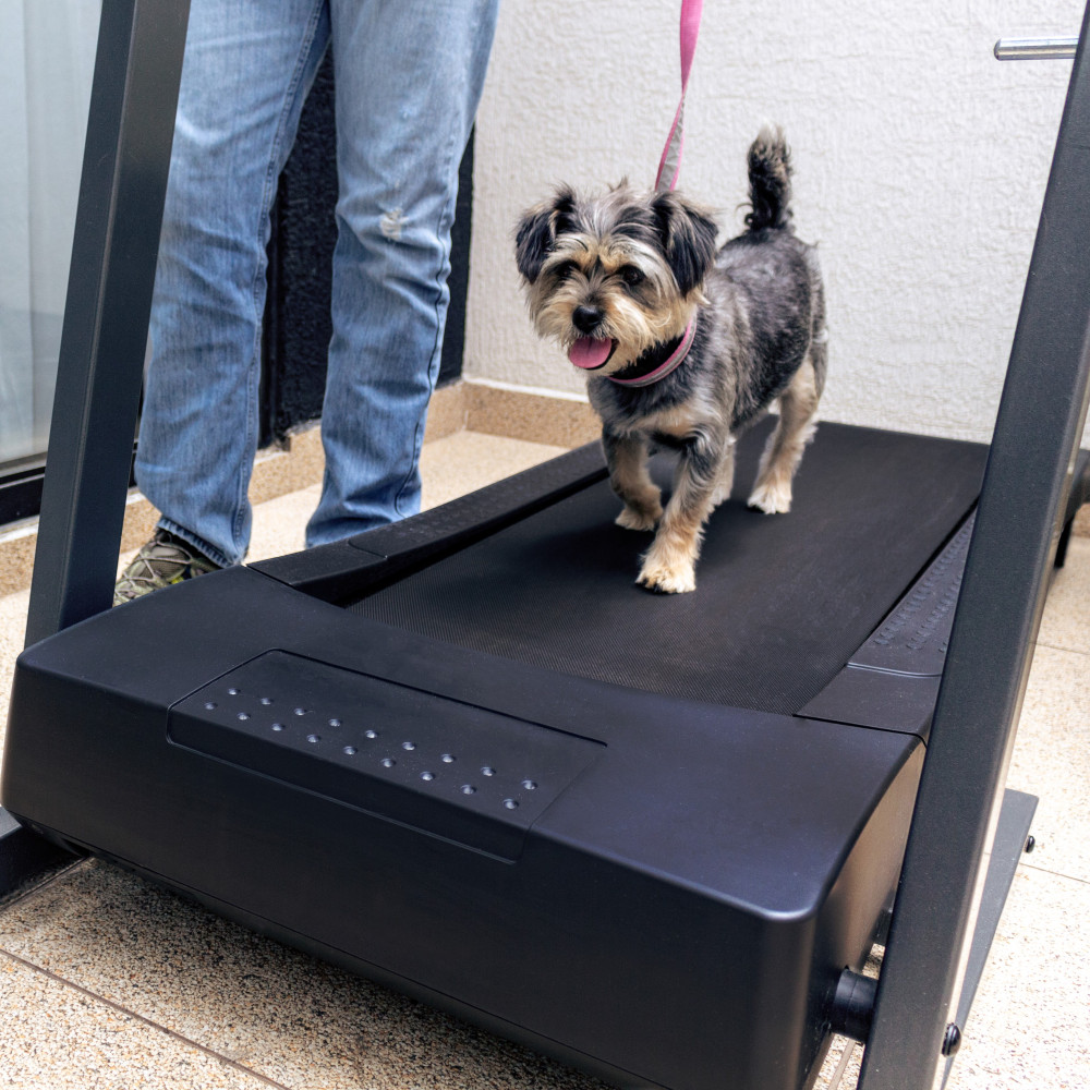 Watch Train Your Dog to Run on a Treadmill