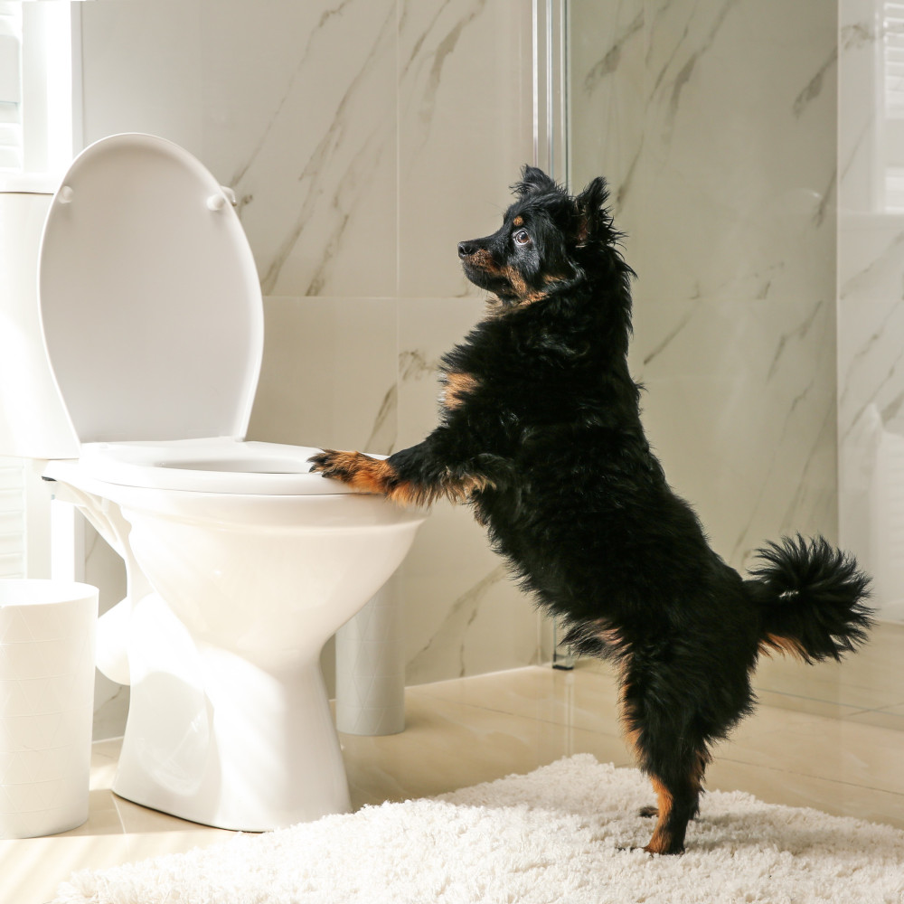 Watch Dog Potty Training Tips Part 1