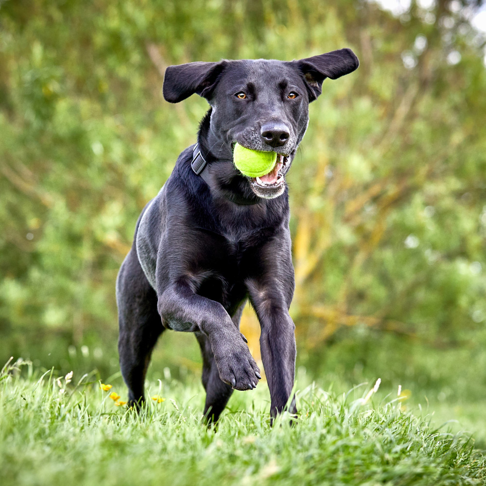 Watch Teaching Your Dog the Competitive Retrieve