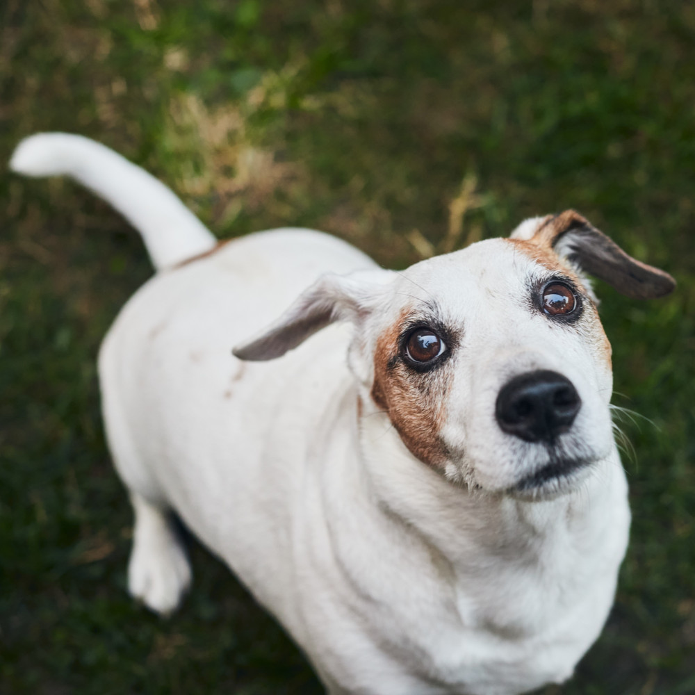 Watch 10 Behaviors To Teach Your Dog Using Luring