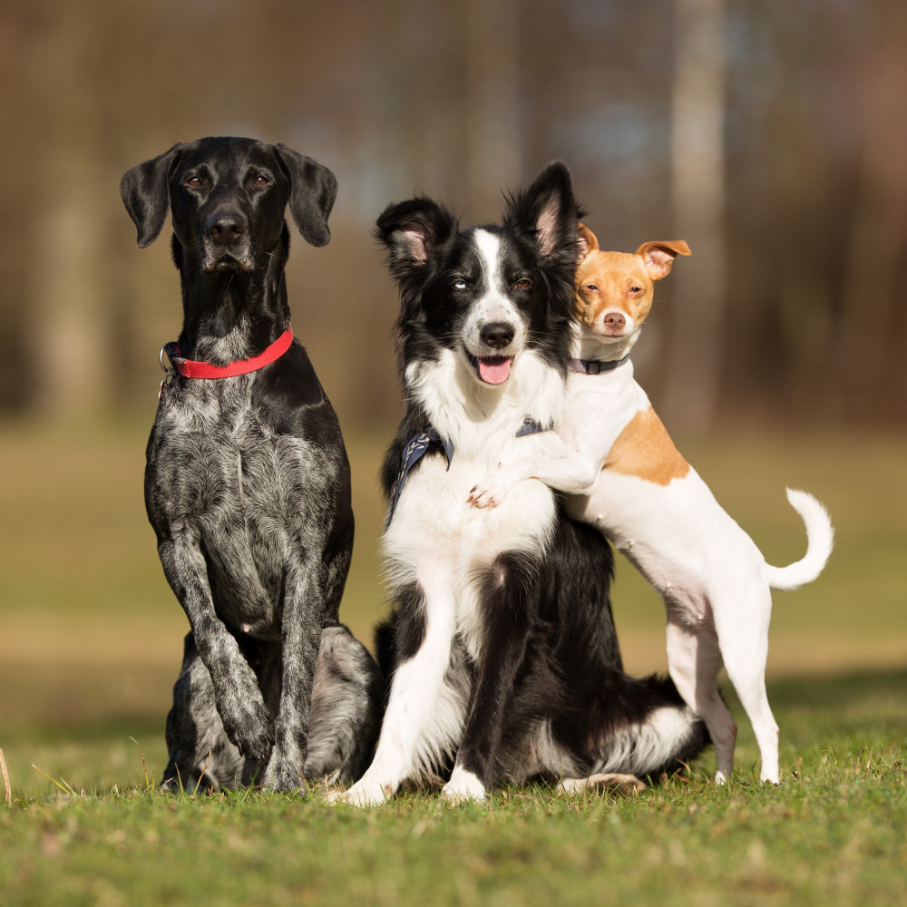 Watch Simple Tips for Working with Multiple Dogs