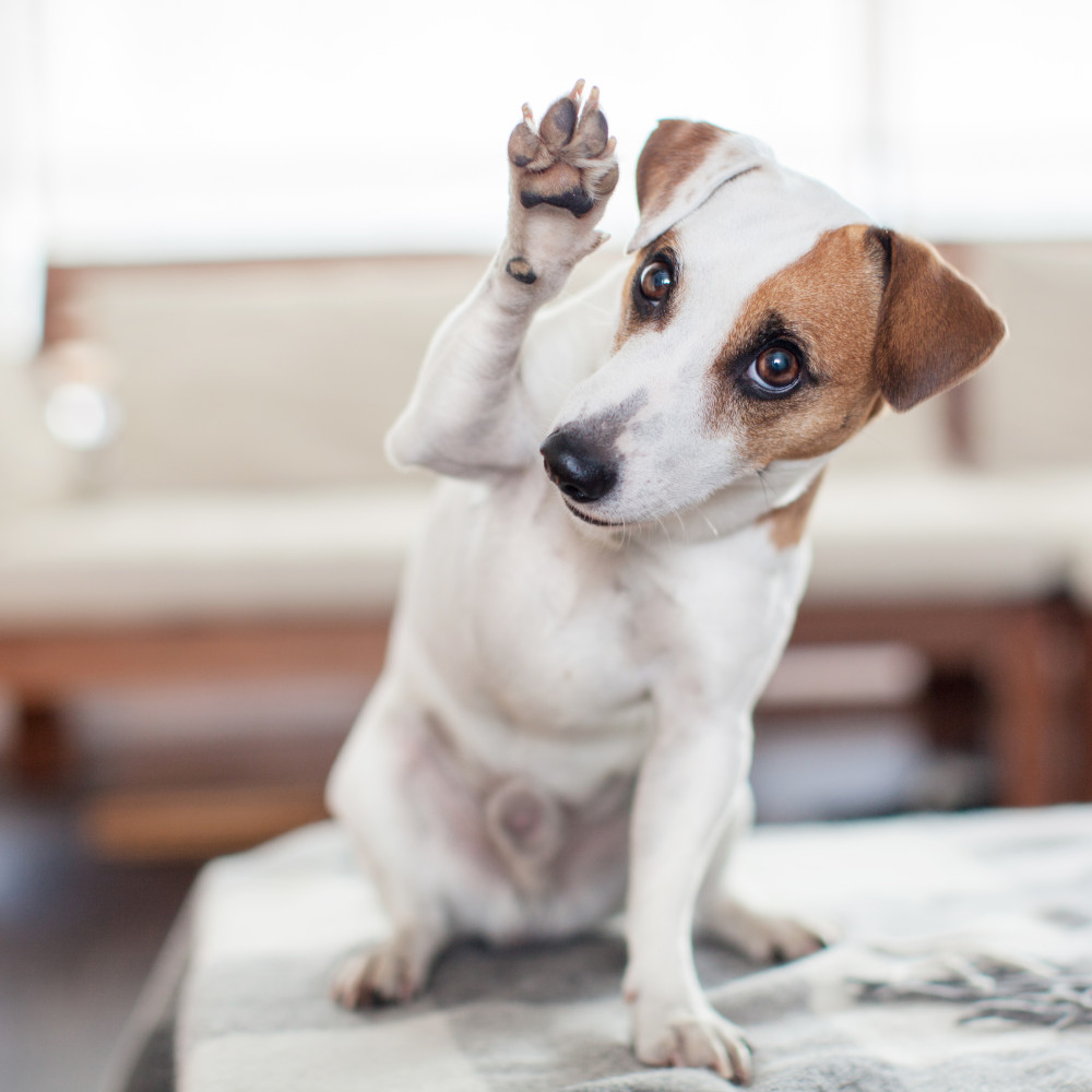 Watch Teach Your Puppy to Offer One Paw Up