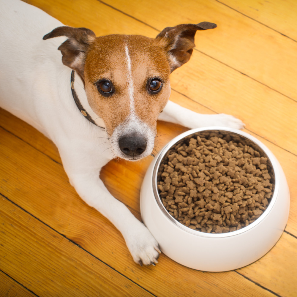 Watch How to Find the Best Quality Dry Food for Your Pet