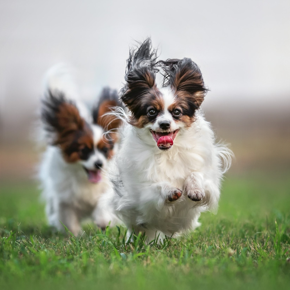 Watch Developing Your Puppy's Play Skills