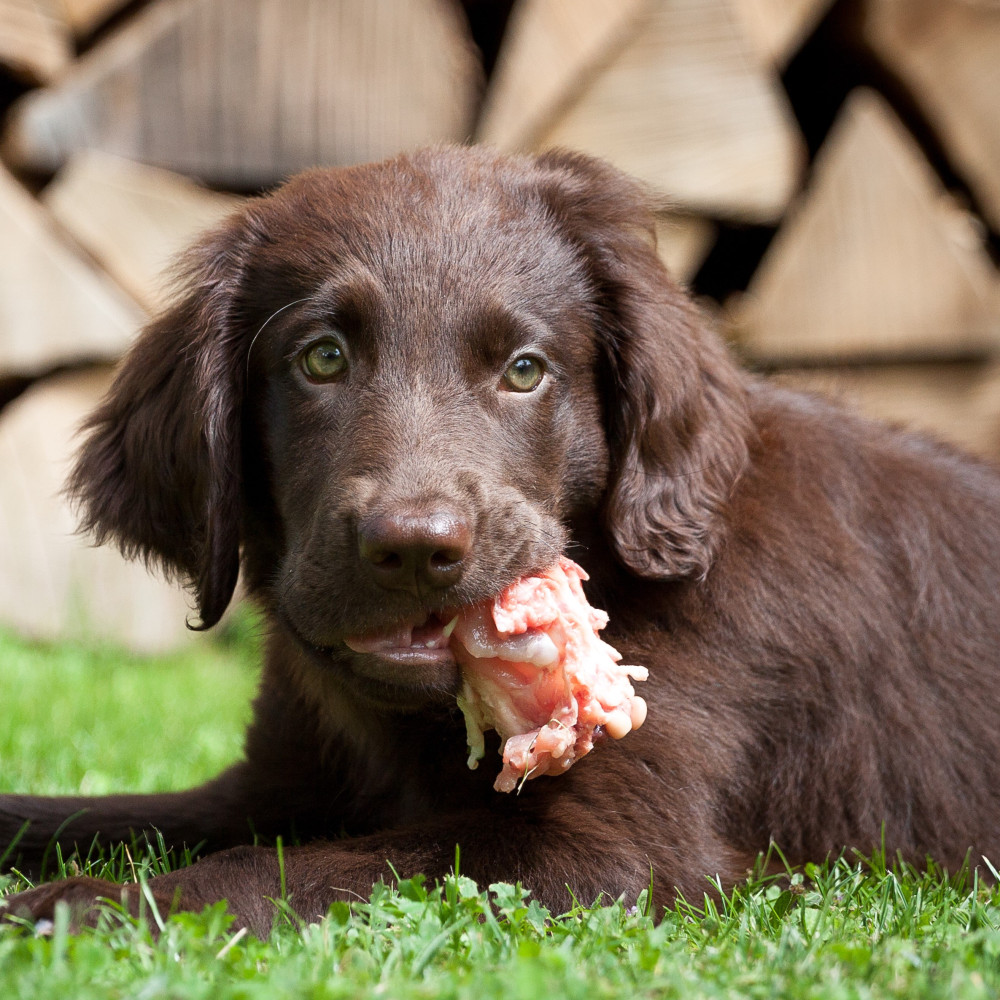 Watch The Do's and Don'ts of Raw Feeding for Puppies