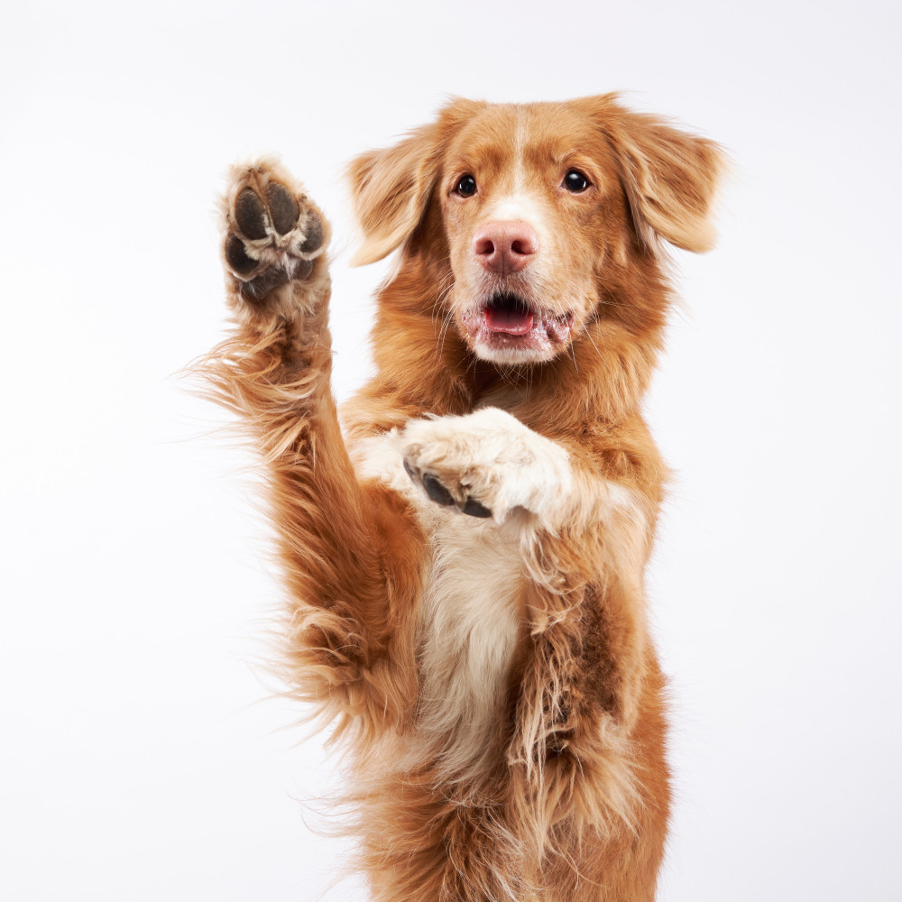 Watch How to Teach Your Dog to Wave Goodbye