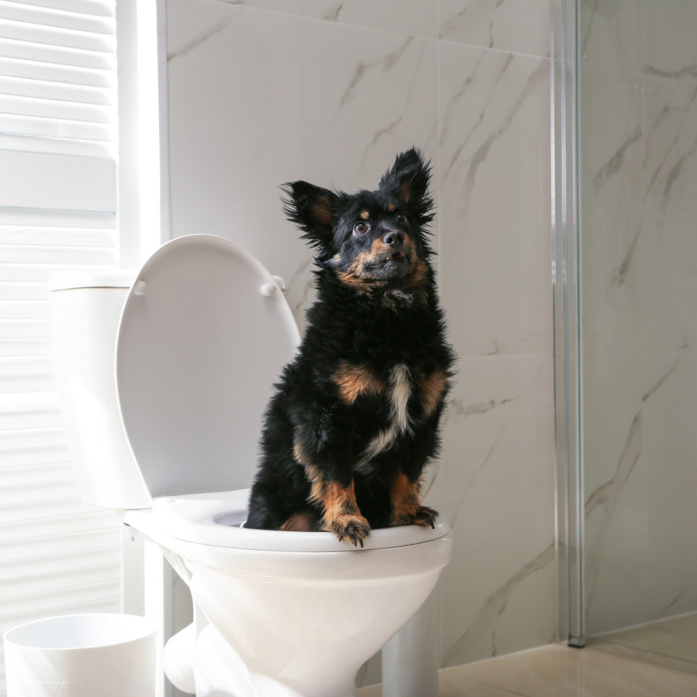 Watch Dog Potty Training Tips Part 2