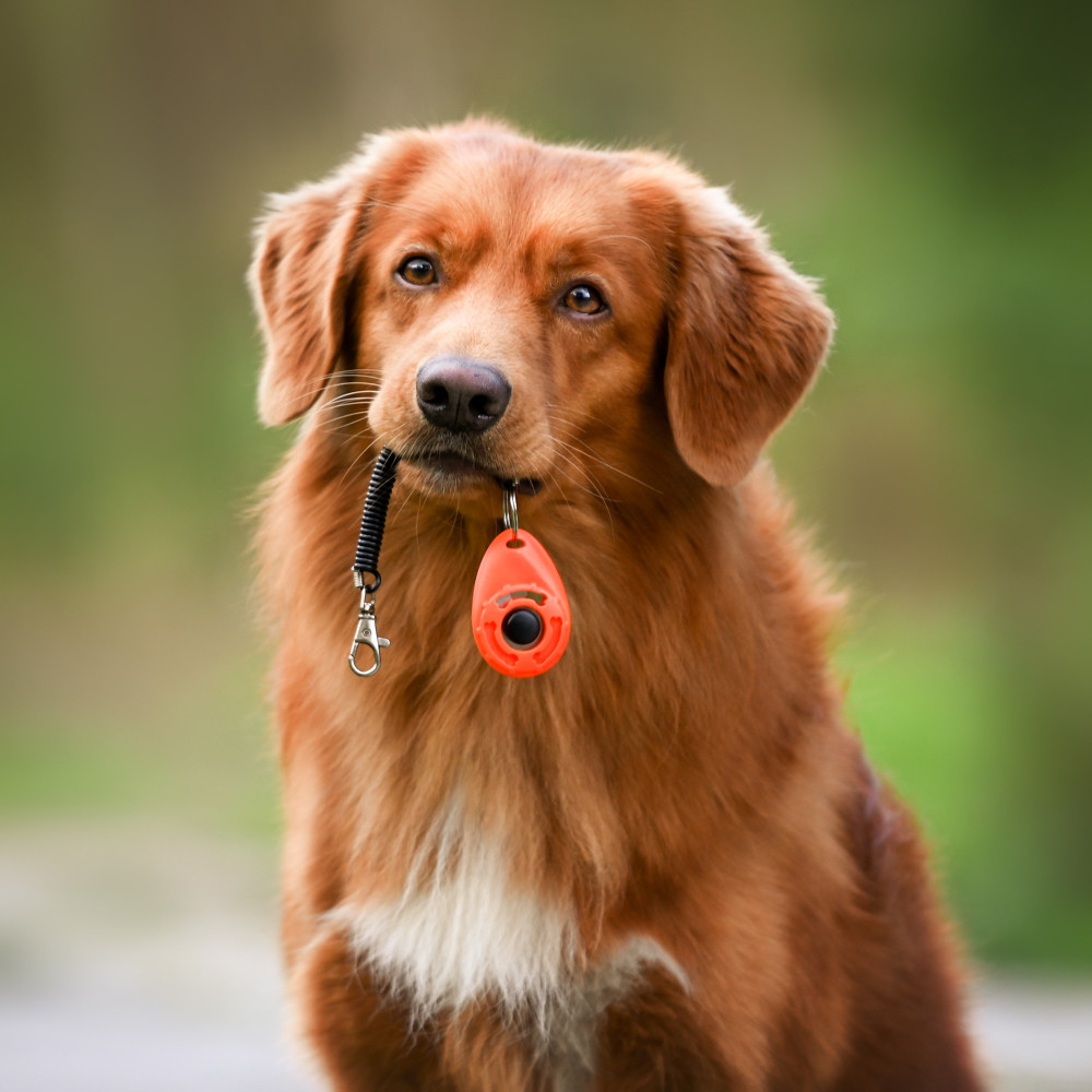 Watch Dog Training Using a Clicker Marker