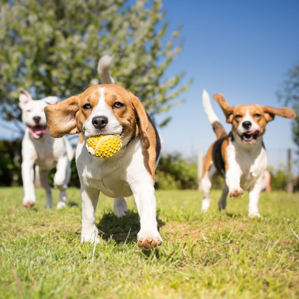 Watch Things You Should Know Before Taking Your Dog to a Dog Park