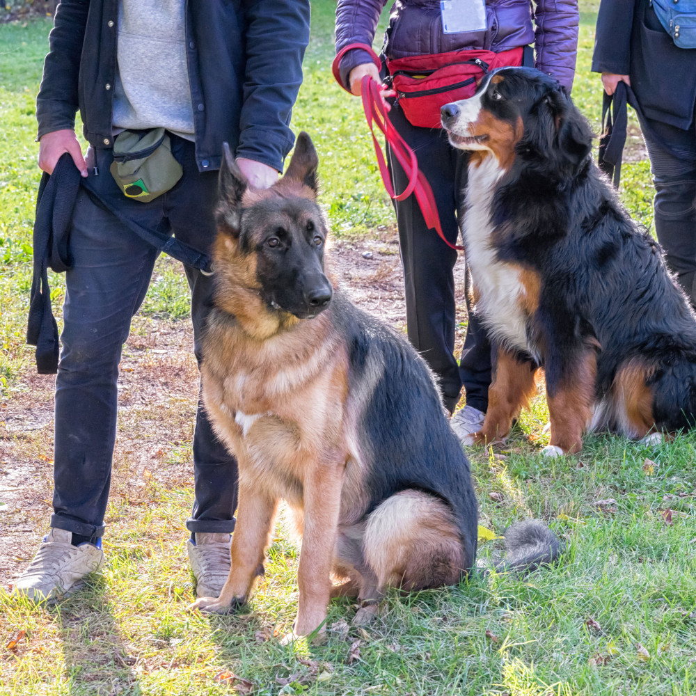 Watch Basic Obedience Training Session