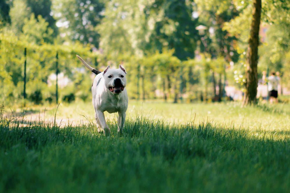 a pitbull running