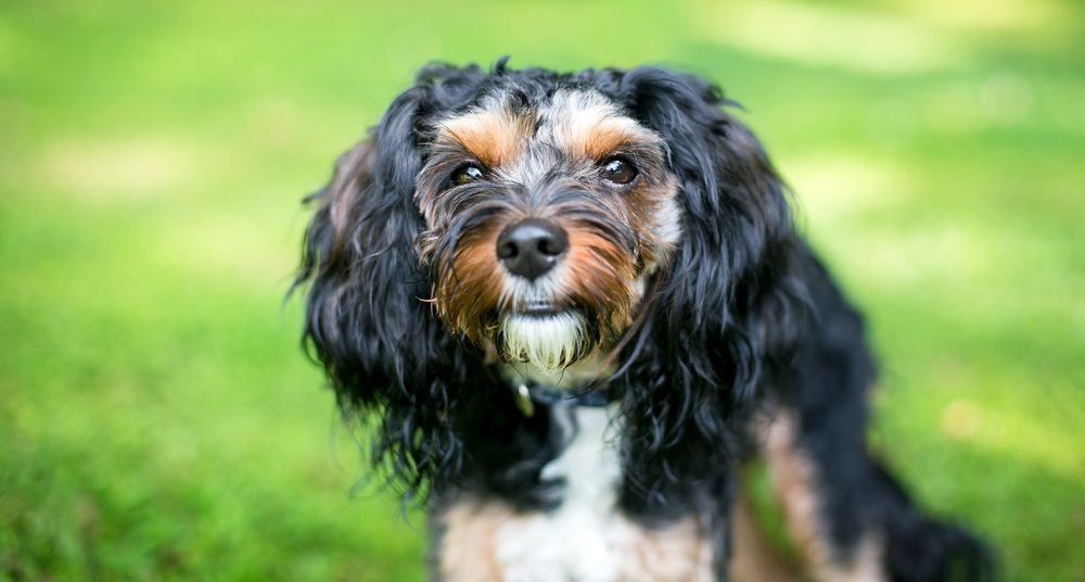a tricolor king charles yorkie