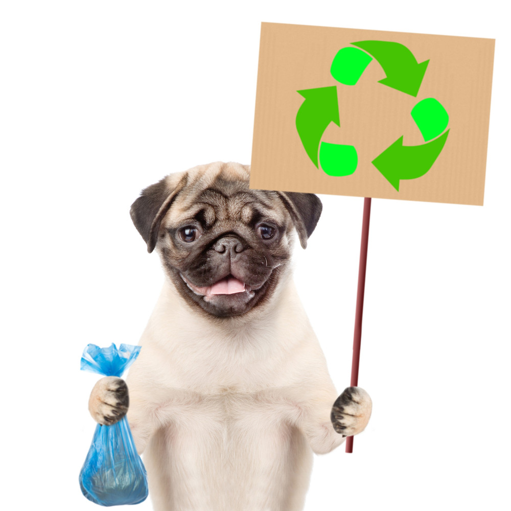Watch The Importance of Environmental Work in Puppy Raising