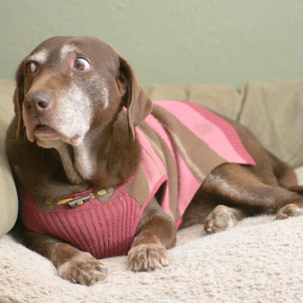 Watch Winning Over a Cautious Canine: Tips for Petting a Nervous Dog