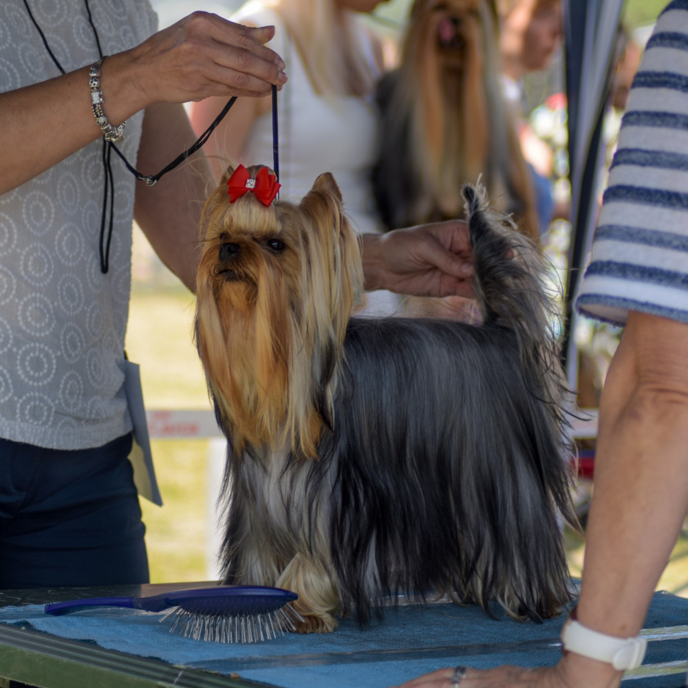 Watch How to Teach Your Dog to "Stand for Exam" (Competitive Obedience)