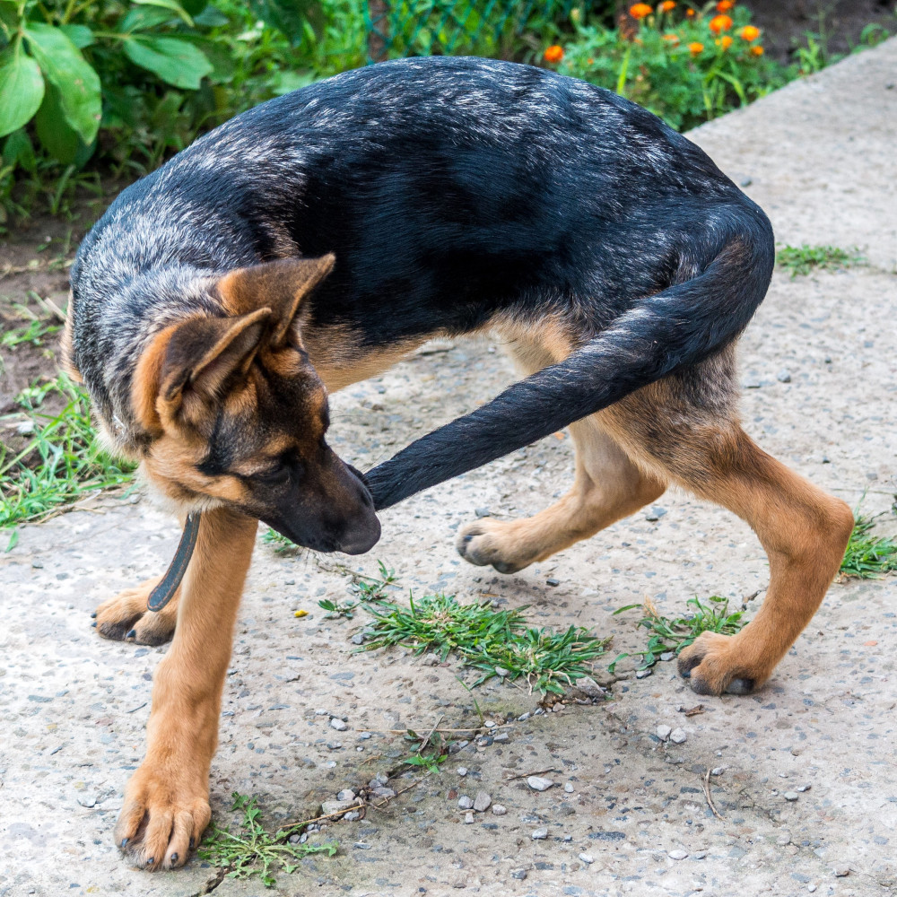 Watch Train Your Dog to "Spin" Like a Pro