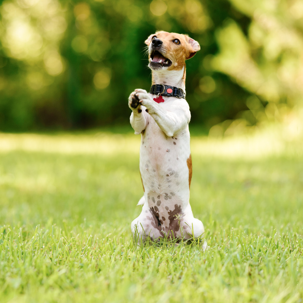 Watch Teach Your Dog to Stop Begging