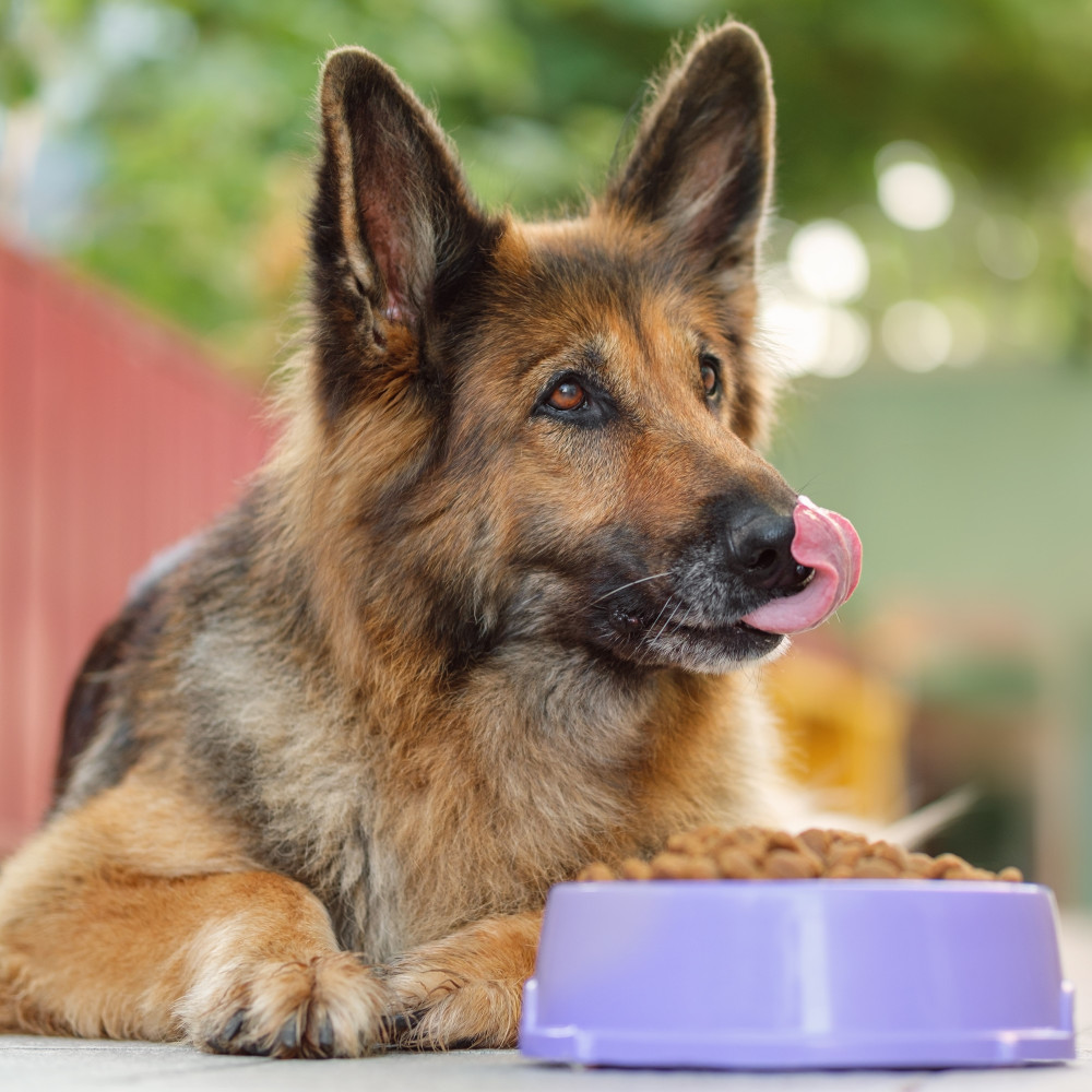 Watch How to Supercharge Your Dog's Kibble