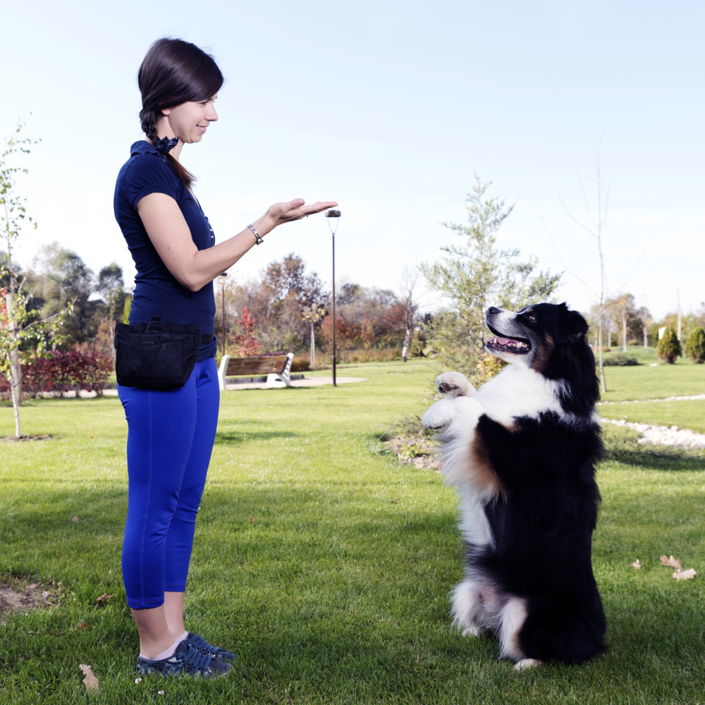 Watch Things You Need to Know Before Training Your Dog