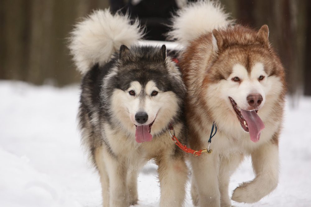 alaskan malamutes pulling a shed