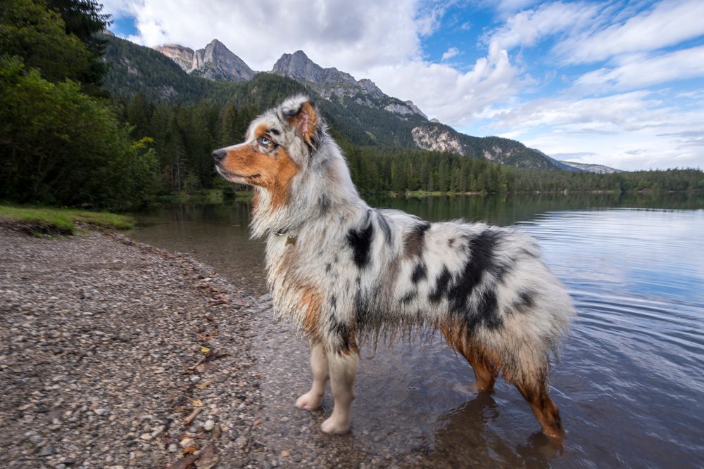 Australian shepherd on a lakeshore