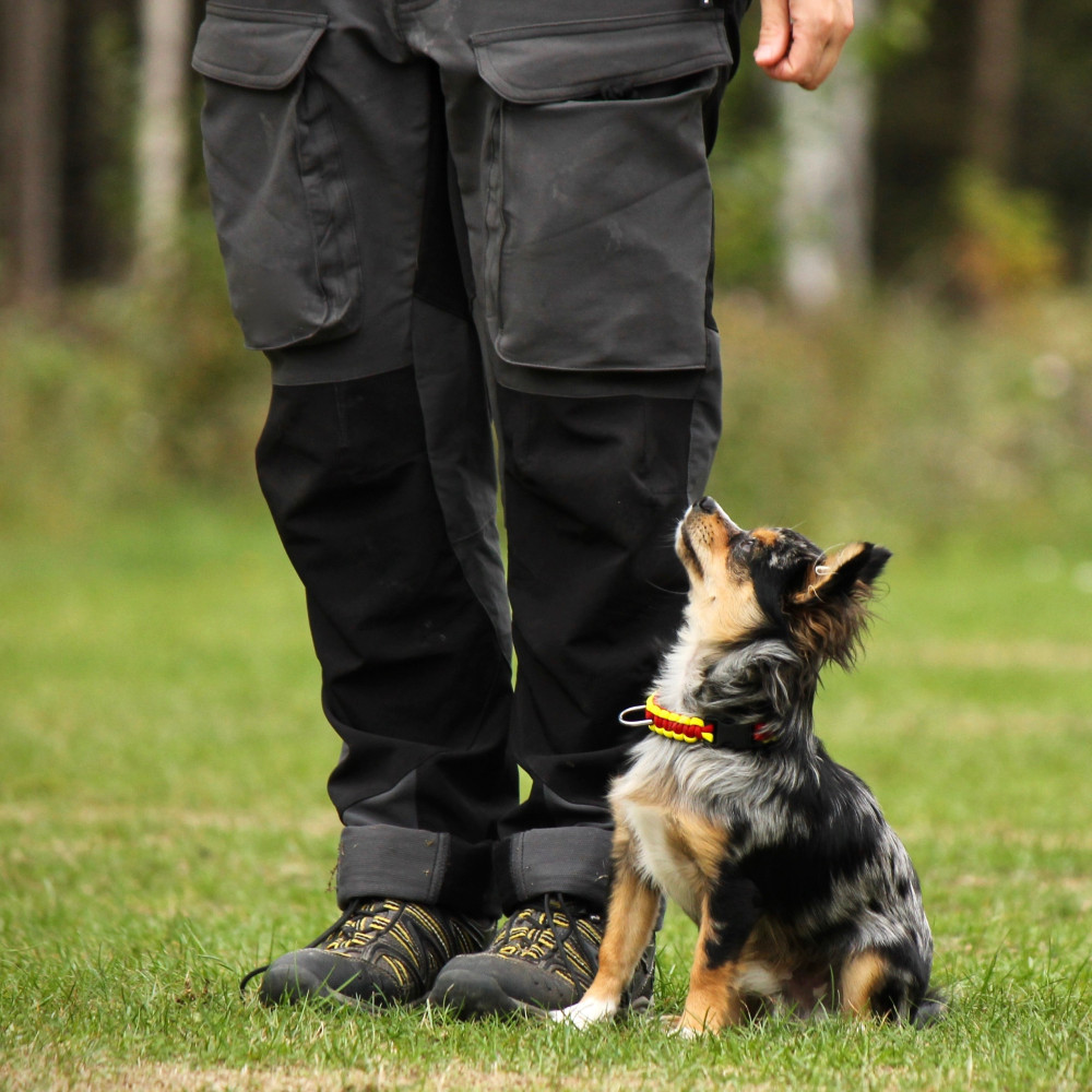 Watch Teach Your Dog a Focused Heel Part 1